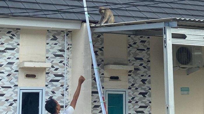 Monyet Liar Muncul di Perumahan Cisoka, Warga Resah