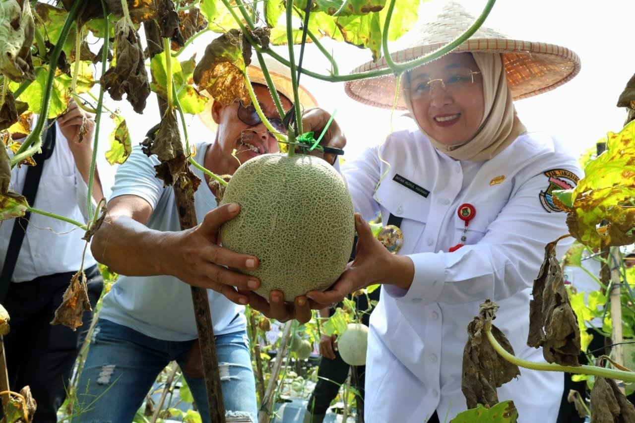 Wabup Tangerang Intan Panen Buah Melon di Sukamulya Tangerang