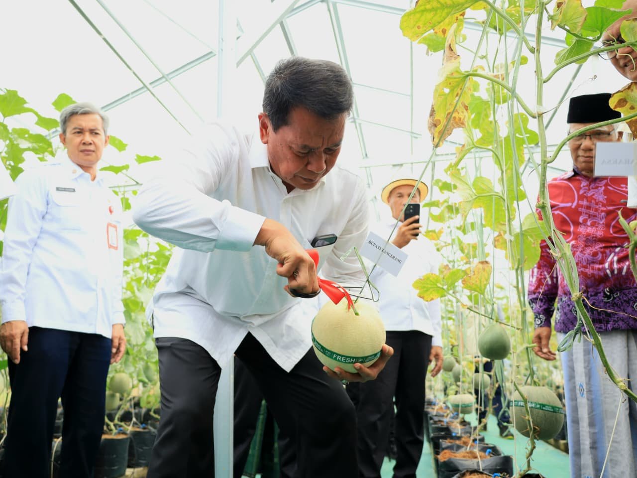 Bupati Tangerang Resmikan Greenhouse dan Panen Melon di Desa Sodong Tigaraksa