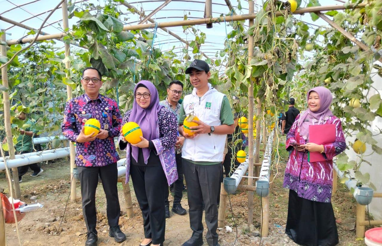Lahan Tidur Disulap Jadi Kebun Melon, Perumahan Batara Jadi Percontohan Pertanian Urban di Tangerang