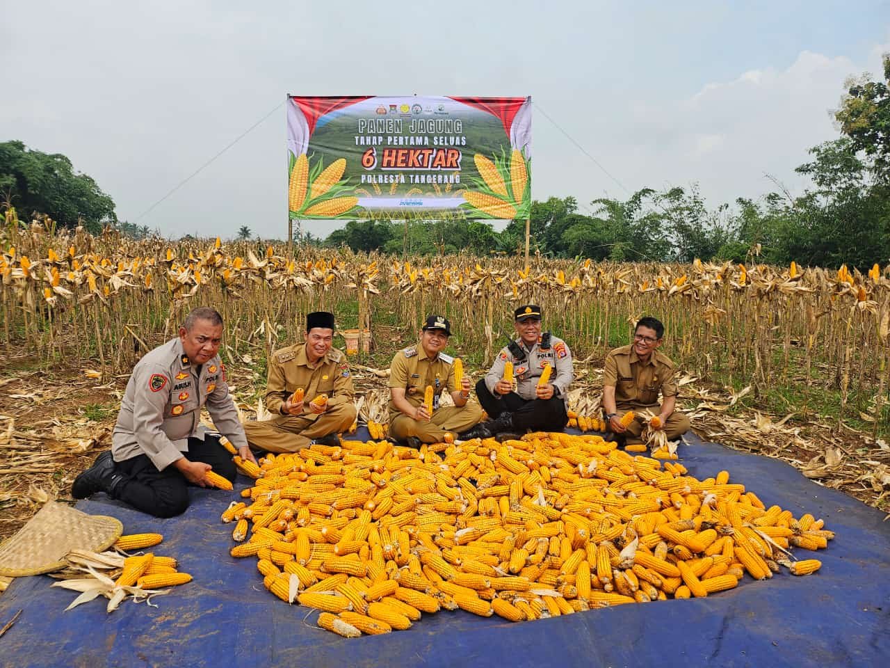 Camat Tigaraksa Dampingi Kapolresta Tangerang Panen Jagung Seluas 6 Hektare di Pematang